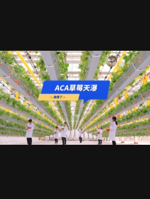 自由升降、追光生长。#ACA草莓天瀑，美爆了！向天再借500平！#ACA可控农业 #华维集团 #数字农业