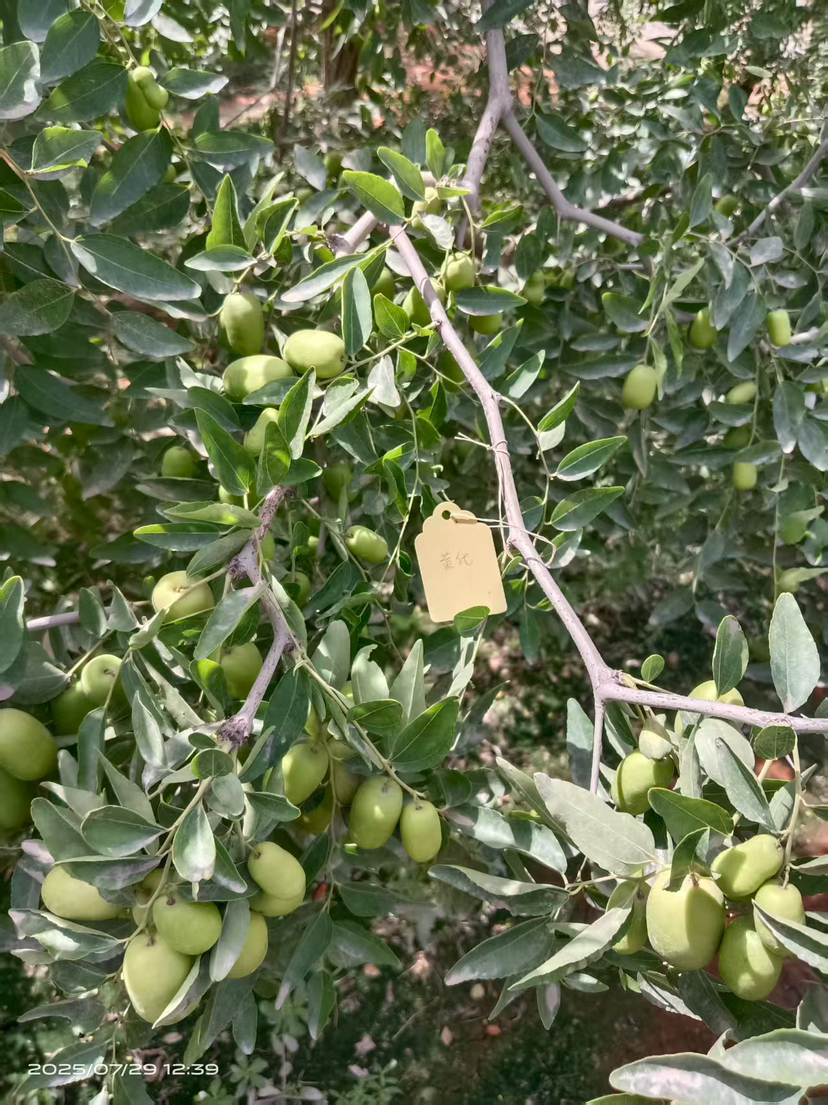 http://st-static1.sznovel.com/forums/2025/07/29/17537667071124.png