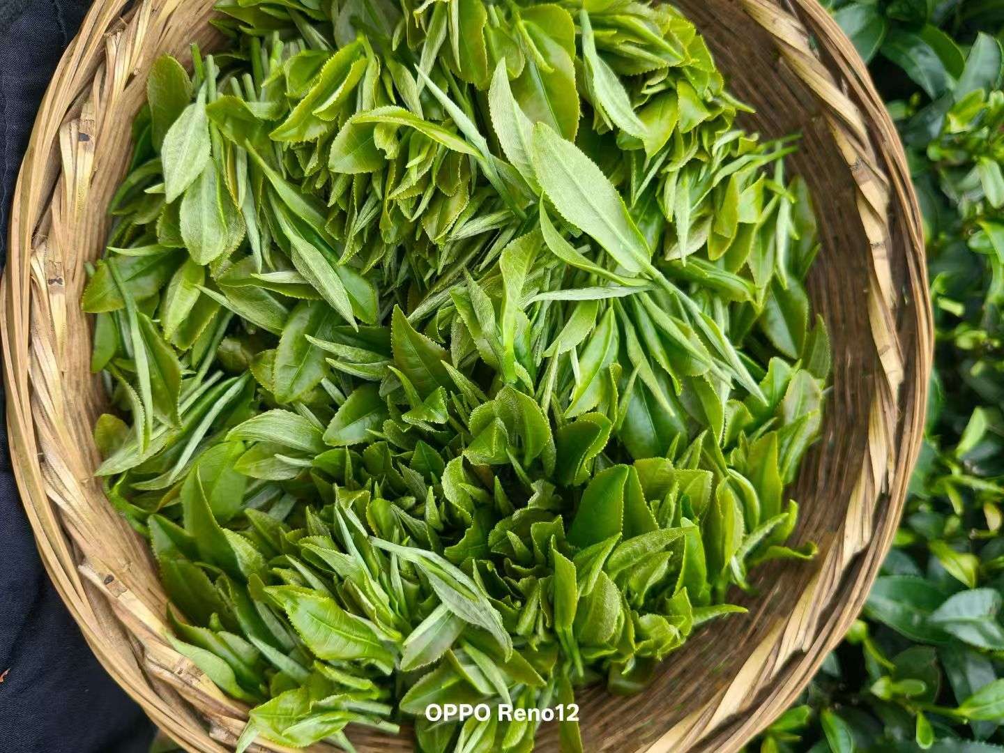 http://st-static1.sznovel.com/forums/2025/08/08/17546430394036.jpeg
