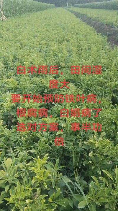 雨期过后白术病害要防治了
预防铁叶病，白娟病
现在也进入了膨大期
可以打膨大的