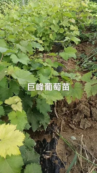 巨峰葡萄苗。一年扦插苗。需要联系。苗圃基地直销！需要联系18534302961