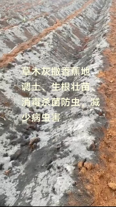 [太阳]纯植物草木灰源头厂家，草木灰广泛适用于各类农作物，是性价比很高的有机肥