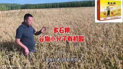 多石粮--谷物小分子有机酸
水稻/小麦，分蘖期 孕穗期 灌浆期 ，使用3次，增产看得见