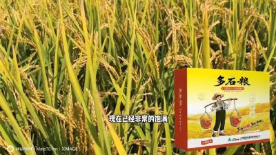 多石粮-谷物小分子有机酸，田间表现。
剑叶挺拔，灌浆饱，千粒重，上粮快。