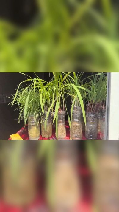 微生物菌剂，出厂前每克添加5亿微生物。最新实验生根育苗，保证不烧苗，促进毛细根增长，抑制病虫害，疏松土壤，保水保肥。近期需要用肥的老板提前联系，19331068337微信同步。