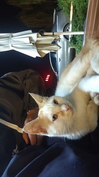 这是我在野外今年春天开始喂养的小猫🐈🐱🐱🐱🐱🐱🐱🐱🐱🐱🐱🐱很可爱