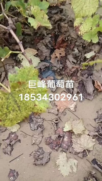 巨峰葡萄苗，一年扦插苗，苗圃基地直销！需要联系18534302961