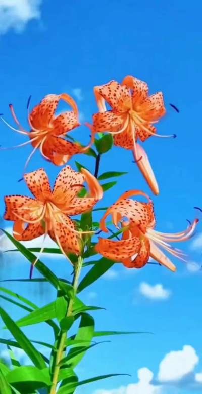 美丽的花散发幻清香，难己释怀。