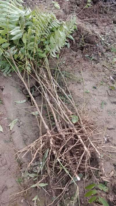 出售臭椿苗，巨峰葡萄苗。药用连翘苗，科研五号优质种苗，2/5年苗，药用连翘树，挂果树，全国包邮到家！财富密码18534302961