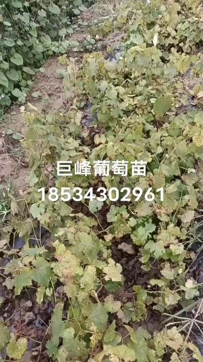 出售早熟巨峰葡萄苗。药用连翘苗，科研五号优质种苗，2/5年苗，药用连翘树，挂果树，全国包邮到家！财富密码18534302961