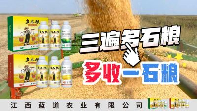 冬季种植，油菜，小麦，草莓等作物的，出现了除草剂药害，黄叶，僵苗，苗不长等问题，马上用多石粮，确保5天见到效果。