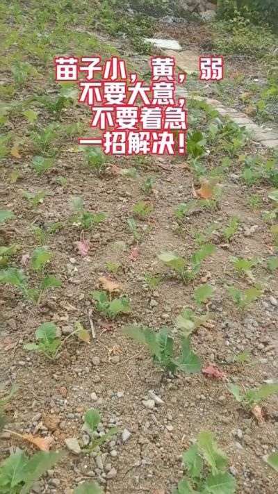 油菜苗子弱苗子小，就用多石粮，5天见效果。