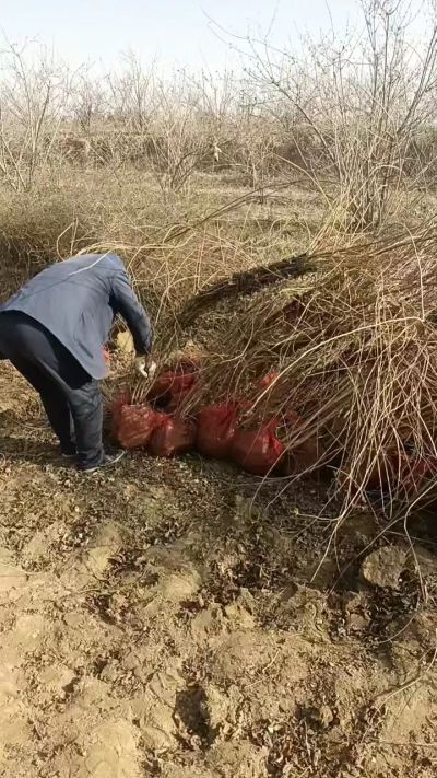 出售药用连翘苗，科研五号优质种苗，2/5年苗，药用连翘树，挂果树，全国包邮到家！财富密码18534302961出售药用连翘苗，科研五号优质种苗，2/5年苗，药用连翘树，挂果树，全国包邮到家！财富密码1