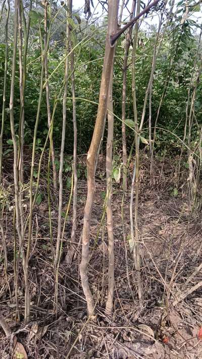 出售臭椿苗，巨峰葡萄苗。药用连翘苗，科研五号优质种苗，2/5年苗，药用连翘树，挂果树，全国包邮到家！财富密码18534302961