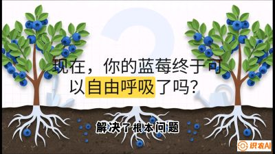 第3节：别把树&ldquo;憋死&rdquo;&mdash;&mdash;正确的定植与换盆手法,   课程：《蓝莓&ldquo;高产&rdquo;实战课：从选苗到丰收的10个关键点》