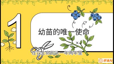 第6节：修剪决定产量（上）&mdash;&mdash;幼苗期与生长期修剪， 课程：《蓝莓&ldquo;高产&rdquo;实战课：从选苗到丰收的10个关键点》