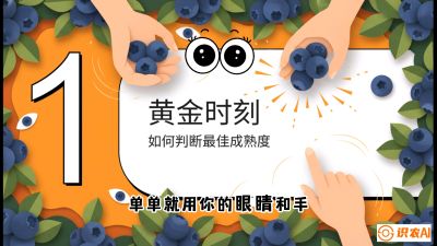 第10节：完美的&ldquo;果粉&rdquo;&mdash;&mdash;采摘时机与保鲜， 课程：《蓝莓&ldquo;高产&rdquo;实战课：从选苗到丰收的10个关键点》