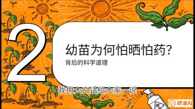 第02节：幼树管理&mdash;&mdash;&ldquo;防晒又防草，树势起得早&rdquo;，课程：《槟榔种植：从不懂到精通的10堂必修课》