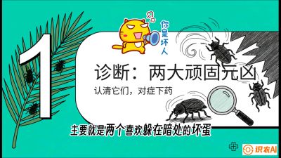 第06节：顽固虫害防治&mdash;&mdash;&ldquo;钻心虫与红蜘蛛，打准时间才服输&rdquo;《槟榔种植：从不懂到精通的10堂必修课》