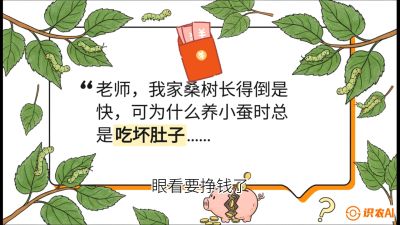 第01节：不仅仅是树&mdash;&mdash;顶级品种选配策略，课程：《桑海淘金：桑树高产与蚕桑安全进阶实战课》