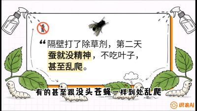 第05节：养蚕人的&ldquo;排雷战&rdquo;&mdash;&mdash;除草剂的生死禁忌，课程：《桑海淘金：桑树高产与蚕桑安全进阶实战课》