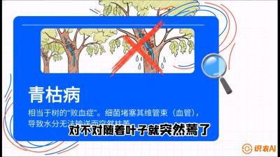 第08节：看不见的杀手&mdash;&mdash;青枯病与萎缩病，课程：《桑海淘金：桑树高产与蚕桑安全进阶实战课》