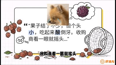 第10节：甜蜜的科学&mdash;&mdash;膨大、增甜与转色，课程：《桑海淘金：桑树高产与蚕桑安全进阶实战课》