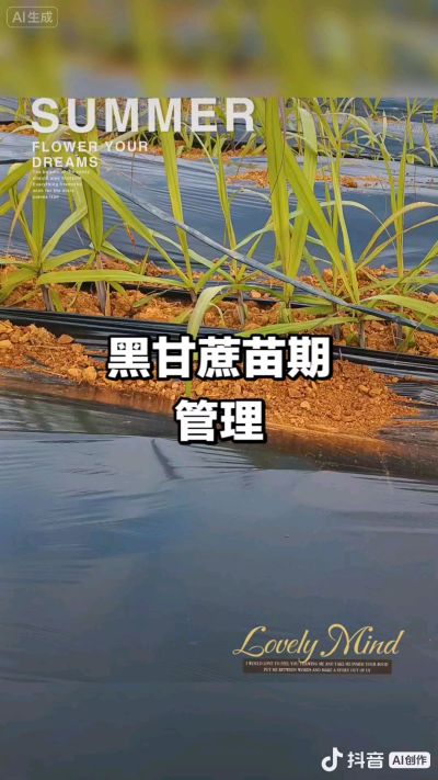 2025年11月份种下去的黑甘蔗苗