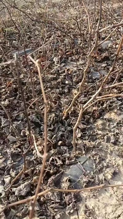 出售巨峰葡萄苗。药用连翘苗，科研五号优质种苗，2/5年苗，药用连翘树，挂果树，全国包邮到家！财富密码18534302961