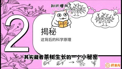 第04节（修剪篇）：树势复活术：从&ldquo;越剪越弱&rdquo;到&ldquo;枝繁叶茂&rdquo;的能量管理与夏秋茶逆袭，课程：《茶金时代：从&ldquo;看天吃饭&rdquo;到&ldquo;精准控局&rdquo;的茶叶高产提质实战课》