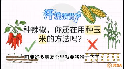 第1节：【品种定江山】工业辣椒vs小米辣：底肥公式与密度陷阱的&ldquo;百万生意经&rdquo;，课程：《辣椒种植实战特训营，从工业辣椒到精品小米辣，教你如何把&ldquo;草&rdquo;种成&ldquo;金&rdquo;》