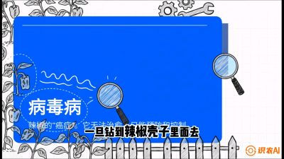 第5节：【病毒病阻击】辣椒的&ldquo;癌症&rdquo;怎么治？从&ldquo;绝收恐慌&rdquo;到&ldquo;带毒生产&rdquo;的逆转术，课程：《辣椒种植实战特训营，从工业辣椒到精品小米辣，教你如何把&ldquo;草&rdquo;种成&ldquo;金&rdquo;》