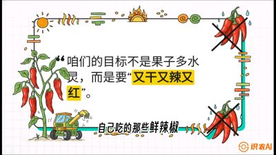 第7节：【工业辣椒专场】追求极致辣度！干物质提升与机械化采收的&ldquo;催红秘籍&rdquo;，课程：《辣椒种植实战特训营，从工业辣椒到精品小米辣，教你如何把&ldquo;草&rdquo;种成&ldquo;金&rdquo;》