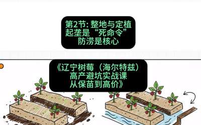 第二节： 整地与定植&mdash;&mdash;起垄是&ldquo;死命令&rdquo;，防涝是核心，课程：《辽宁树莓（海尔特兹）高产避坑实战课：从保苗到高价》