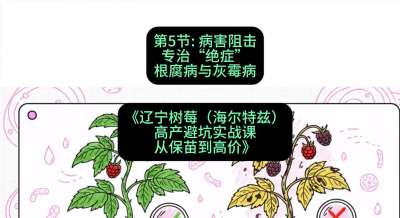 第五节： 病害阻击&mdash;&mdash;专治&ldquo;绝症&rdquo;根腐病与灰霉病，课程：《辽宁树莓（海尔特兹）高产避坑实战课：从保苗到高价》