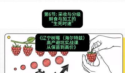第六节： 采收与分级&mdash;&mdash;鲜食与加工的&ldquo;生死时速&rdquo;，课程：《辽宁树莓（海尔特兹）高产避坑实战课：从保苗到高价》