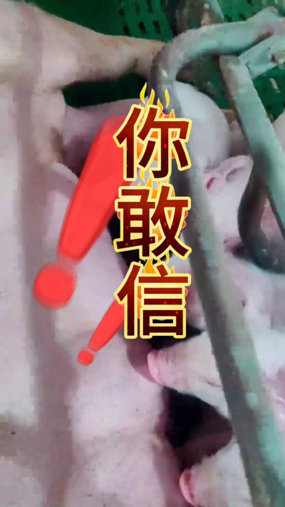 小猪抢不到奶，干瘦不长肉？成活率总上不去？😭
自从用上南商农科这款仔猪补奶机，再也没这烦恼！
✅ 一键设置下料参数，新手也能上手
✅ 恒温补奶，小猪抢着喝，长势超均匀
从车间精工组装到猪场落地使用，每