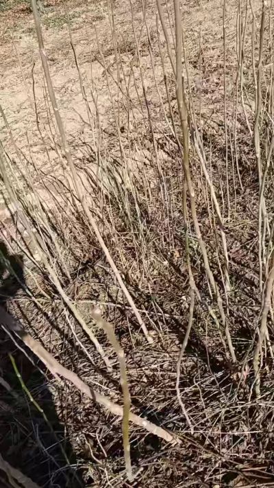 出售臭椿苗，巨峰葡萄苗。药用连翘苗，科研五号优质种苗，2/5年苗，药用连翘树，挂果树，全国包邮到家！财富密码18534302961