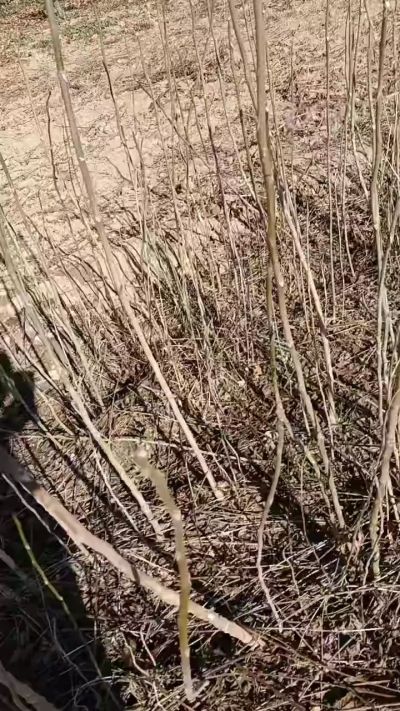 出售臭椿苗，巨峰葡萄苗。药用连翘苗，科研五号优质种苗，2/5年苗，药用连翘树，挂果树，全国包邮到家！财富密码18534302961