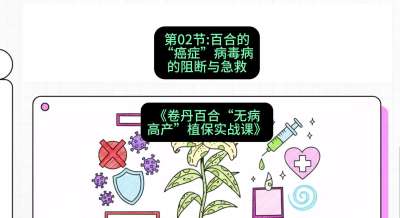 第02节：百合的&ldquo;癌症&rdquo;&mdash;&mdash;病毒病的阻断与急救，课程：《卷丹百合&ldquo;无病高产&rdquo;植保实战课》#识农AI