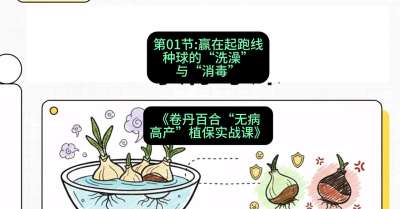 第01节：赢在起跑线&mdash;&mdash;种球的&ldquo;洗澡&rdquo;与&ldquo;消毒&rdquo;，课程：《卷丹百合&ldquo;无病高产&rdquo;植保实战课》#识农AI