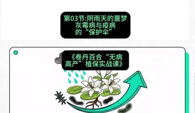 第03节：阴雨天的噩梦&mdash;&mdash;灰霉病与疫病的&ldquo;保护伞&rdquo;，课程：《卷丹百合&ldquo;无病高产&rdquo;植保实战课》#识农AI
