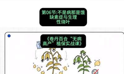 第06节：不是病那是饿&mdash;&mdash;缺素症与生理性烧叶 ，课程：《卷丹百合&ldquo;无病高产&rdquo;植保实战课》#识农AI