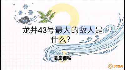 第04节：龙井双璧&mdash;&mdash;龙井43与群体种的差异化护养（重点），课程：《茗茶卫士&mdash;&mdash;茶叶病虫害绿色防控实战课》#识农AI