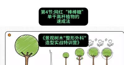 第04节：网红&ldquo;棒棒糖&rdquo;&mdash;&mdash;单干高杆植物的速成法，课程：《景观树木&ldquo;整形外科&rdquo;造型实战特训营》#识农AI