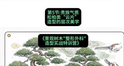 第05节：贵族气质&mdash;&mdash;松柏类&ldquo;云片&rdquo;造型的层次美学，课程：《景观树木&ldquo;整形外科&rdquo;造型实战特训营》#识农AI