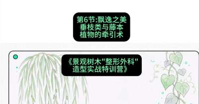 第06节：飘逸之美&mdash;&mdash;垂枝类与藤本植物的牵引术，课程：《景观树木&ldquo;整形外科&rdquo;造型实战特训营》#识农AI