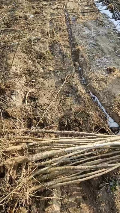 臭椿树苗，一年苗，需要联系18534302961