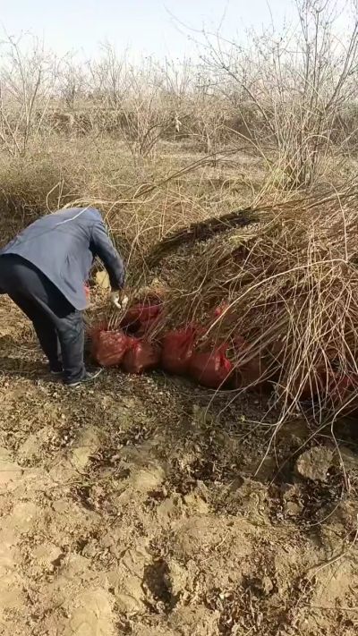 出售药用连翘苗，科研五号优质种苗，2/5年苗，药用连翘树，挂果树，全国包邮到家！财富密码18534302961出售药用连翘苗，科研五号优质种苗，2/5年苗，药用连翘树，挂果树，全国包邮到家！财富密码1