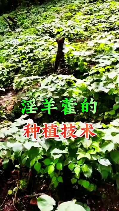 揭秘&ldquo;仙草&rdquo;淫羊藿的种植密码！耐严寒耐贫瘠，林下套种不占耕地，管理简单还能套种其他作物，一亩地的投入两亩地的收益～ 想返乡创业的赶紧码住！ #淫羊藿种植技术 #返乡创业项目 #药材种植指南 #农业新风